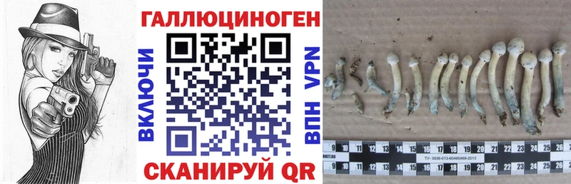 Псилоцибиновые грибы Cubensis  закладка  Валдай 